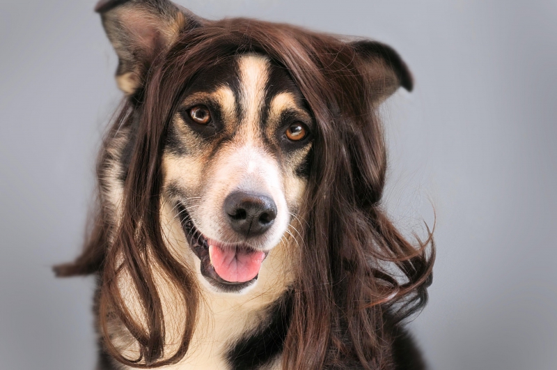 coiffure-FALICON-min_dog-1776721